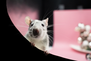 mice control